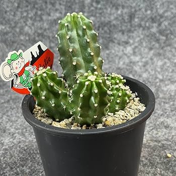 Amazon.co.jp: 鉢ごと発送エキノセレウス 鬼見城 chinocereus